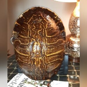 Tortoise Shell Large Natural